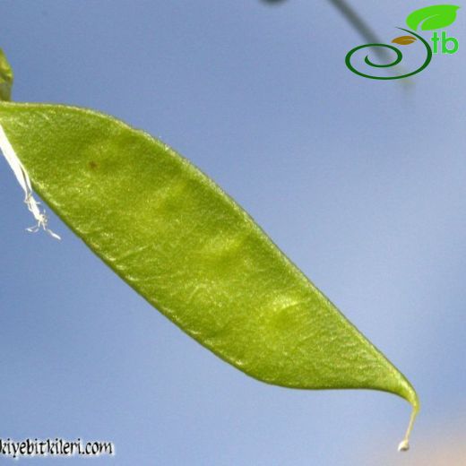 Vicia cassia