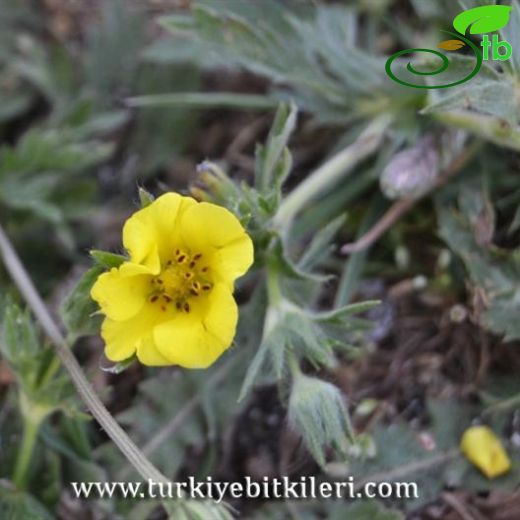 Potentilla recta