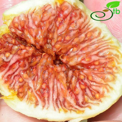 Moraceae-Dutgiller