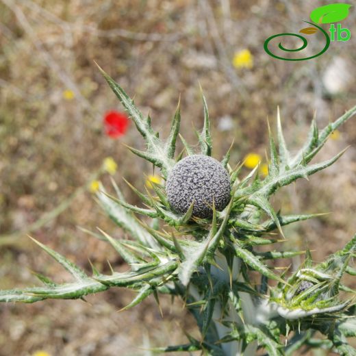 Echinops ritro