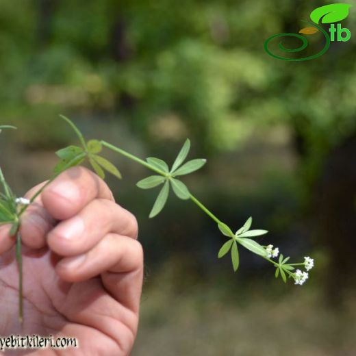 Galium rivale