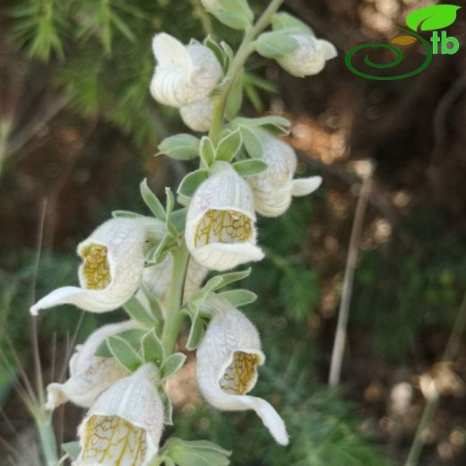 Plantaginaceae-Sinirotugiller