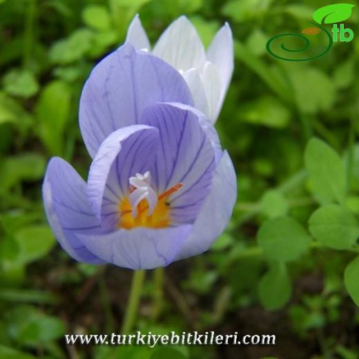 Crocus pulchellus