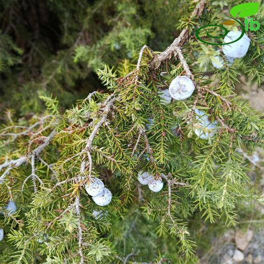 Juniperus-Ardıç
