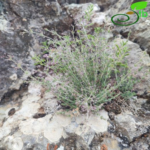 Galium dumosum