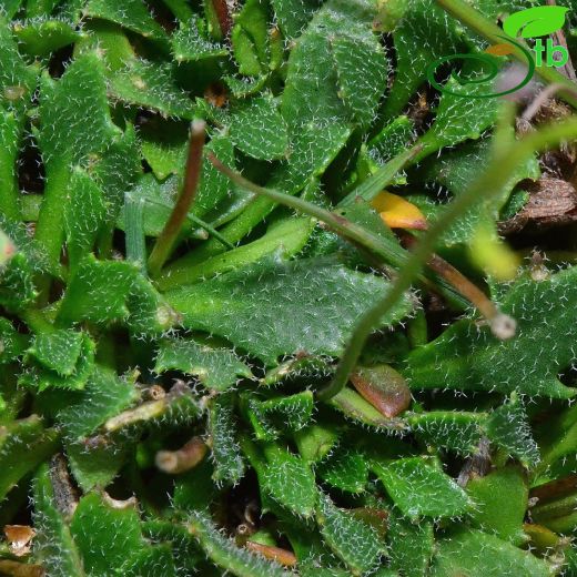 Brassicaceae-Turpgiller