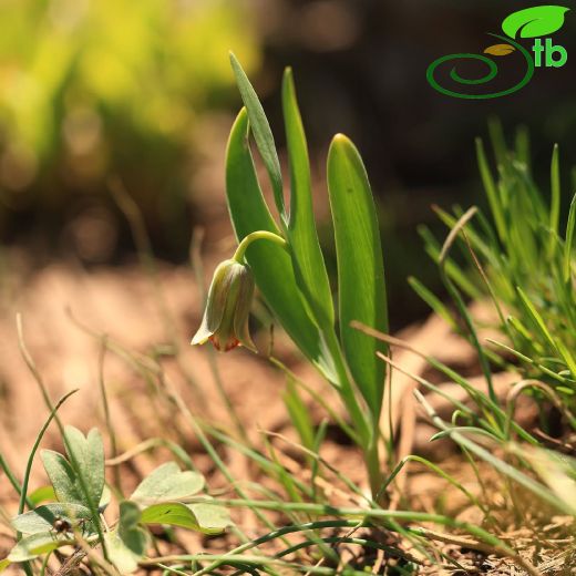 Fritillaria serapiae
