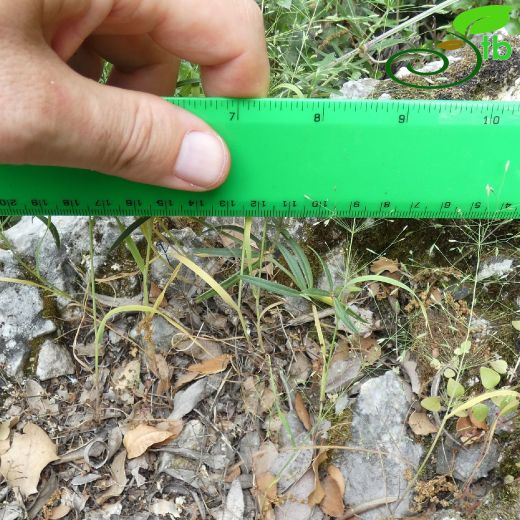 Eremopoa capillaris