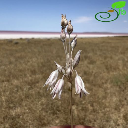 Amaryllidaceae-Nergisgiller