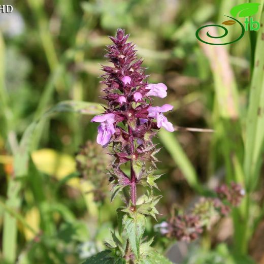 Stachys palustris