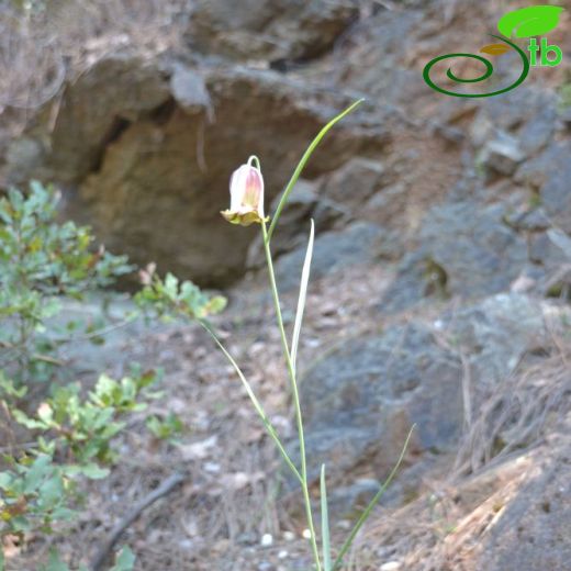 Fritillaria acmopetala