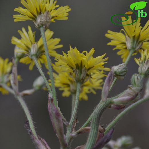 Crepis vesicaria