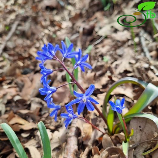 Asparagaceae-Kuşkonmazgiller