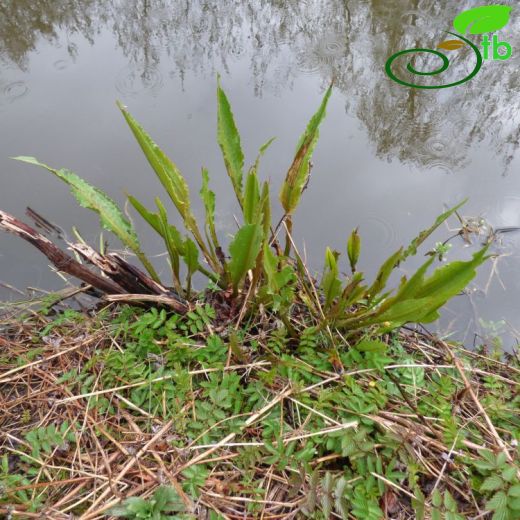 Rumex hydrolapathum