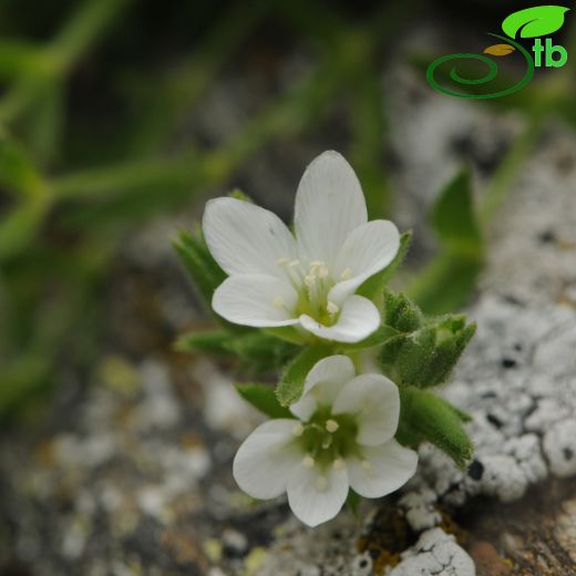 Minuartia saxifraga