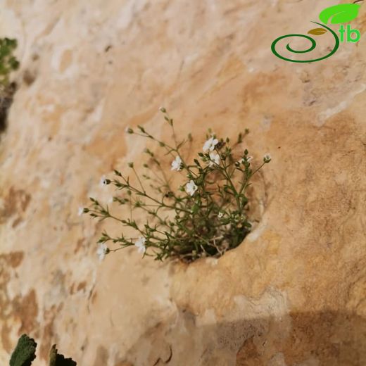 Arenaria sabulinea