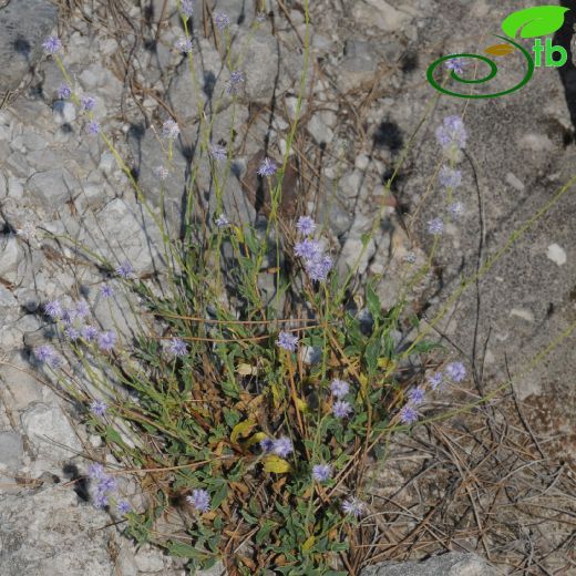 Globularia-Küreçiçeği