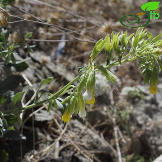 Onosma proballanthera