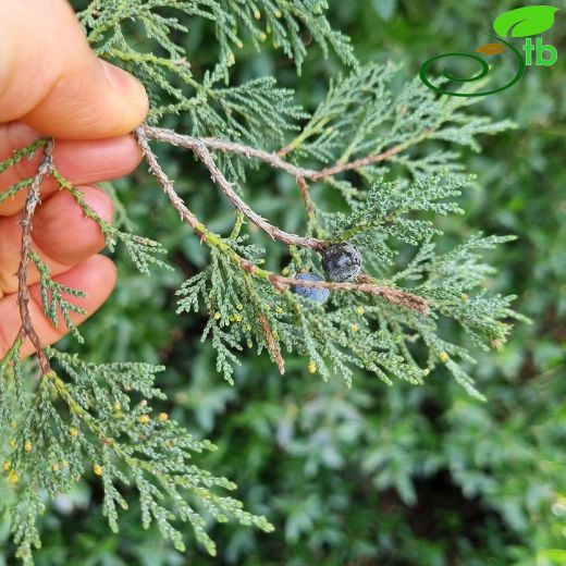 Juniperus-Ardıç