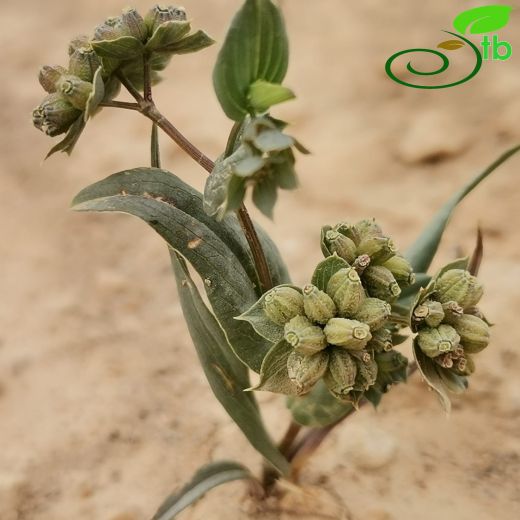 Bupleurum lancifolium