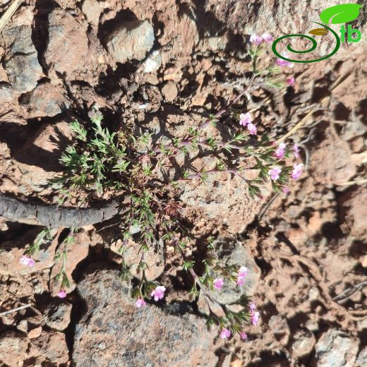 Jordania mevlanae