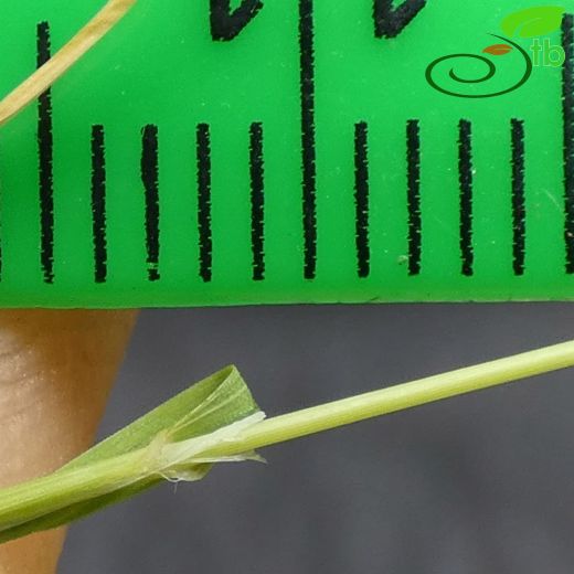Eremopoa capillaris