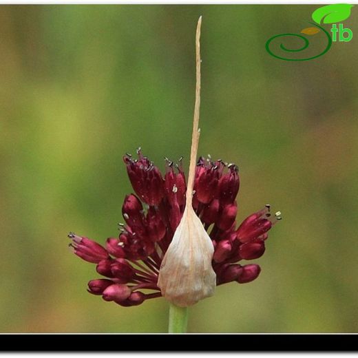 Allium atroviolaceum