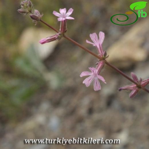 Gypsophila nodiflora