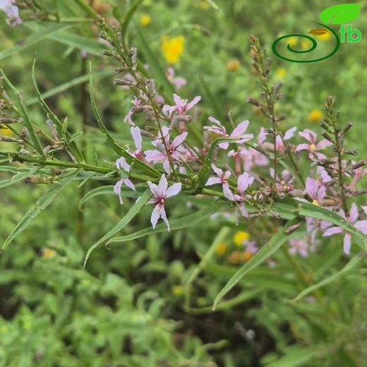 Lythrum virgatum