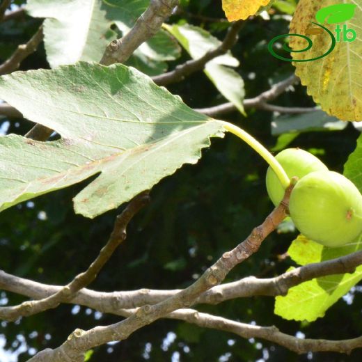 Moraceae-Dutgiller
