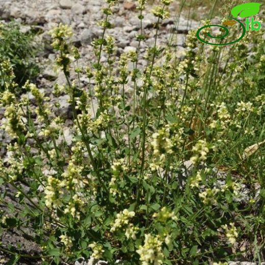 Stachys tundjeliensis