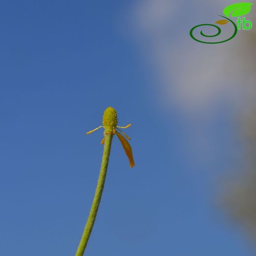 Ranunculus bullatus