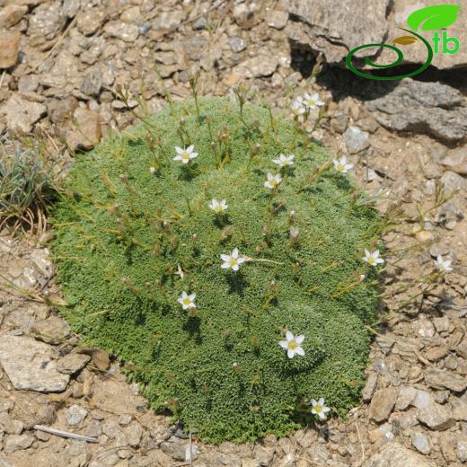 Minuartia recurva