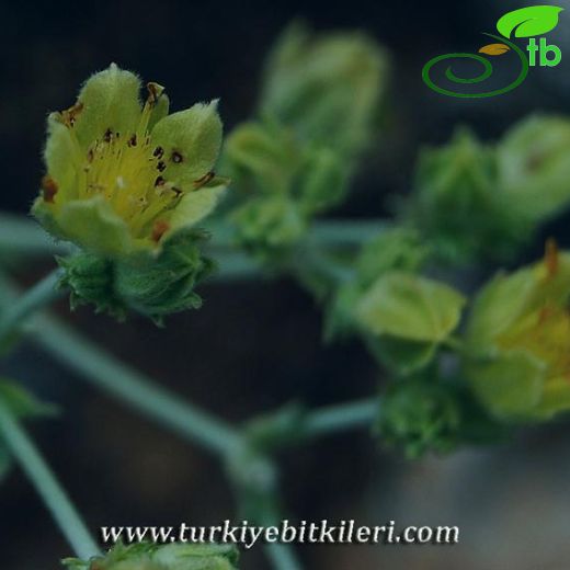 Potentilla speciosa