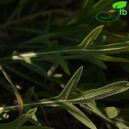 Asteraceae-Papatyagiller