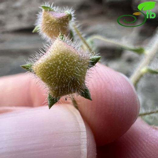 Verbascum-Sığırkuyruğu