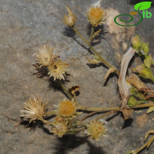 Inula sechmenii