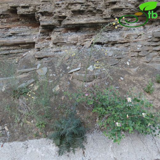 Verbascum-Sığırkuyruğu