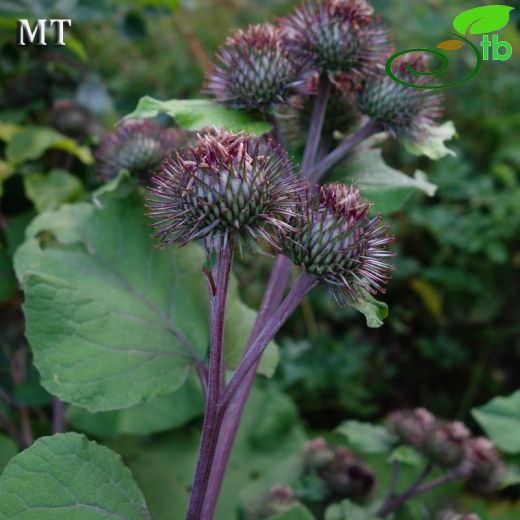 Arctium platylepis