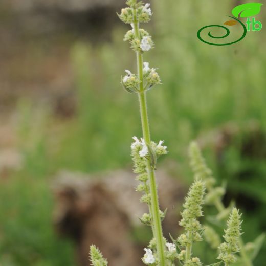 Nepeta nuda