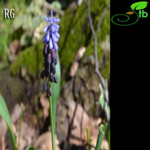 Muscari latifolium