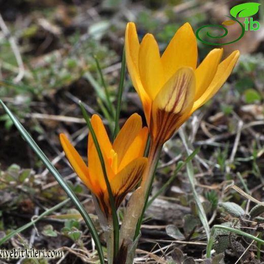 Crocus saricinarensis