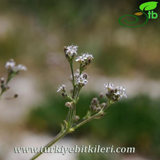 Gypsophila oblanceolata