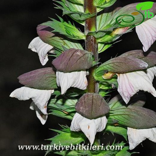 Acanthus mollis