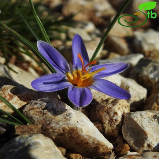 Crocus roseoviolaceus