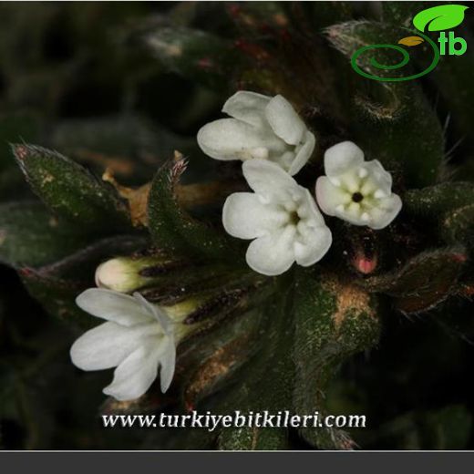 Lithospermum arvense