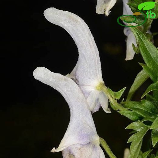 Aconitum orientale