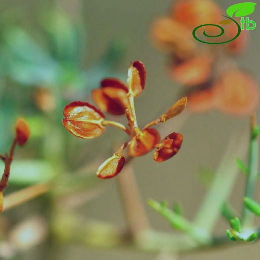 Aethionema alanyae