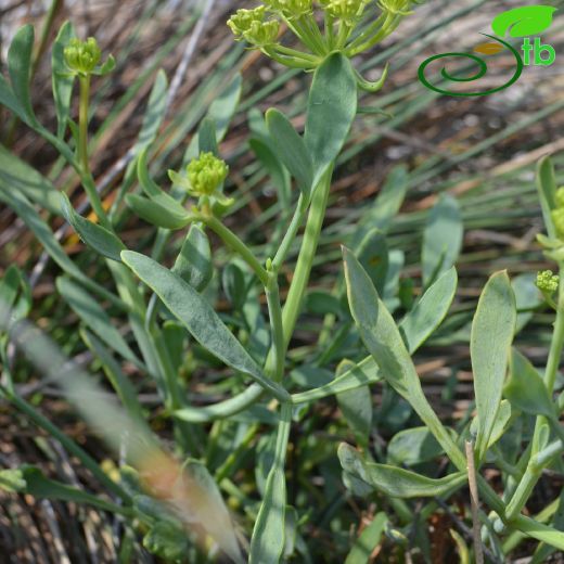 Apiaceae-Maydanozgiller