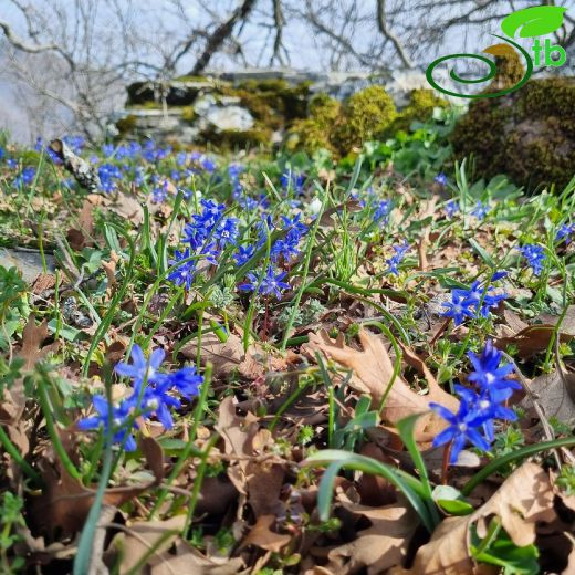 Asparagaceae-Kuşkonmazgiller